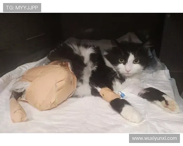 巴舒亚伊球员深情告别猫咪,车祸不幸去世 社交媒体上感人一幕 巴舒亚伊球员深情告别猫咪,车祸不幸去世 社交媒体上感人一幕